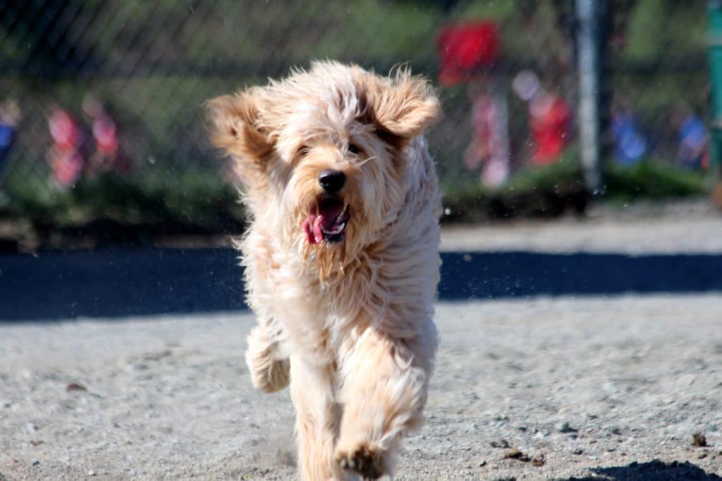 Doug the golden doodle