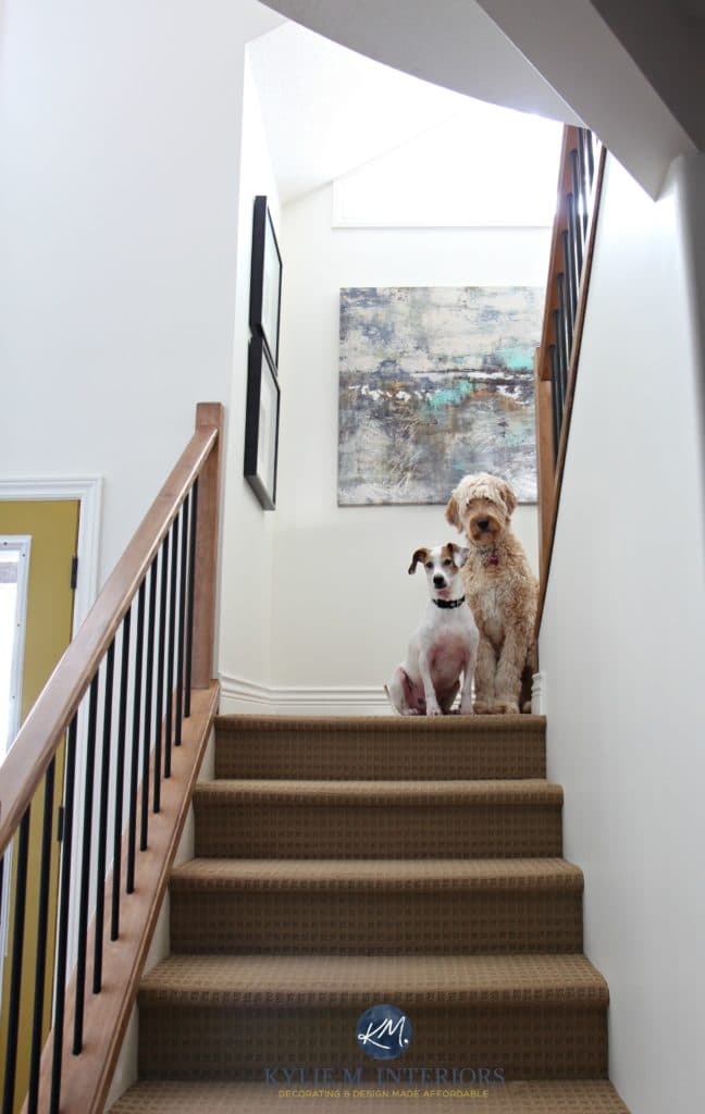 stairway with wood and metal railing, beige carpet, Sherwin Williams Creamy, golden doodle and rescue dog