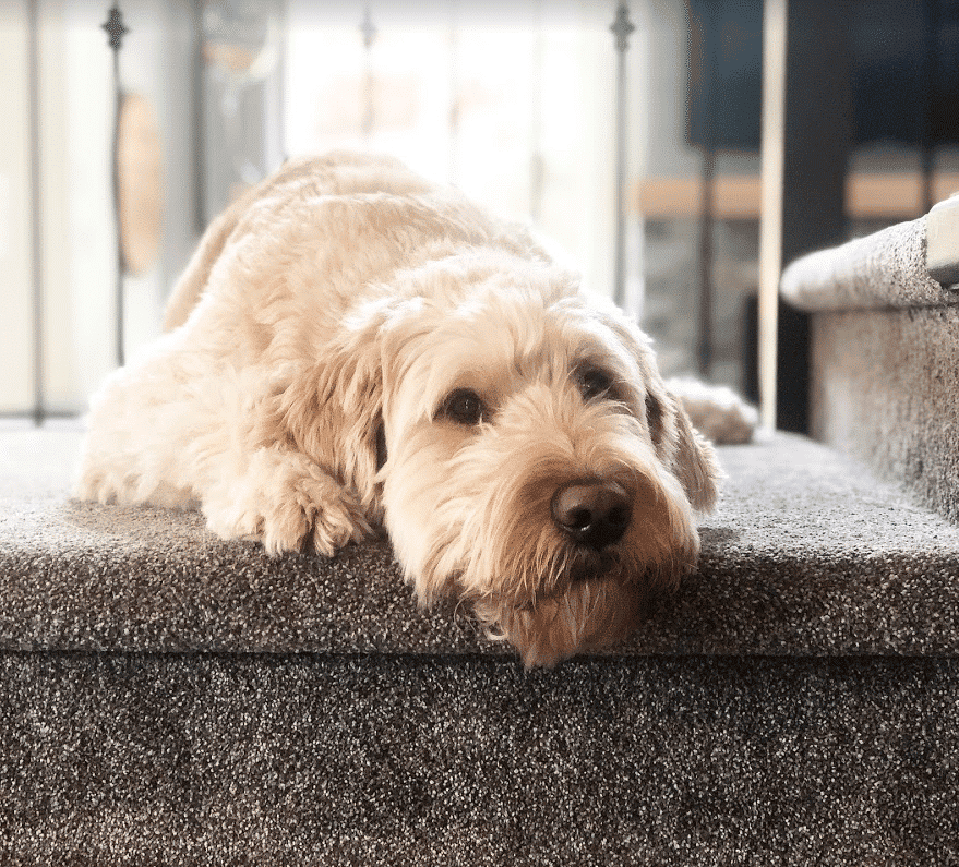 Doug the goldendoodle