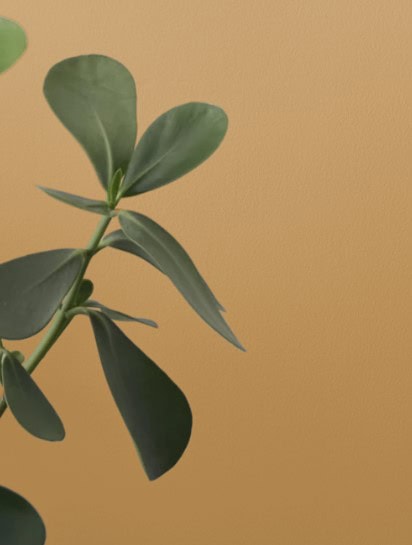 Sherwin williams Bosc Pear, golden color