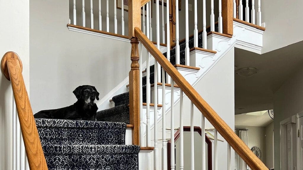 Sherwin Williams Agreeable Gray in a staircase with blue stair runner carpet and golden oak railings